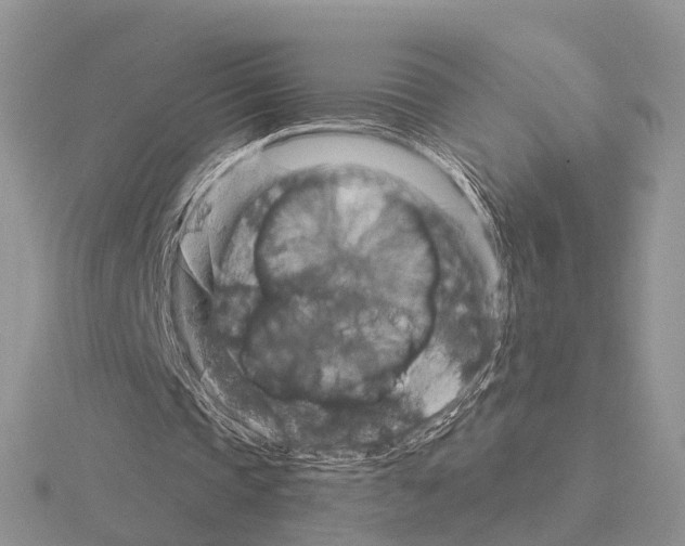 X0000115130337200912081310