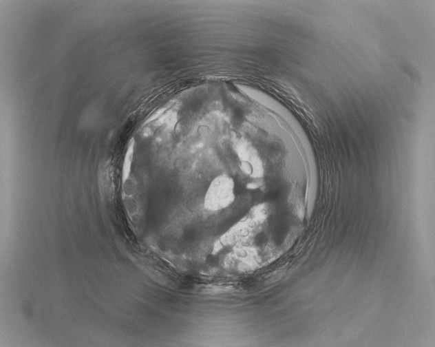 X0000115130366200912081310