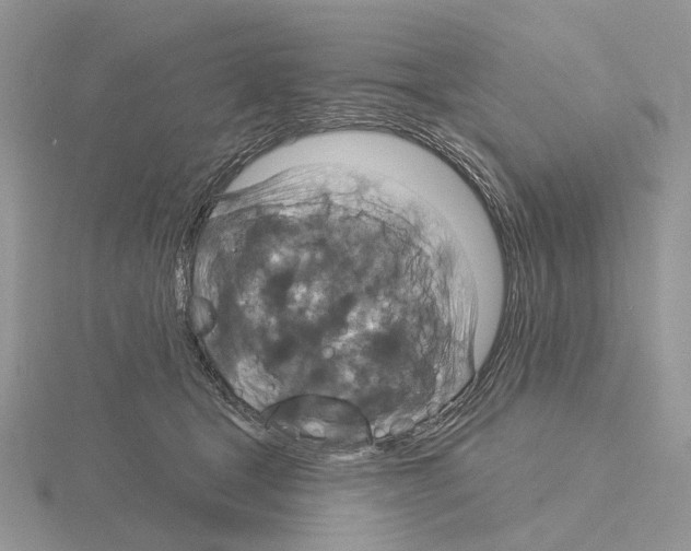 X0000115130465200912081309