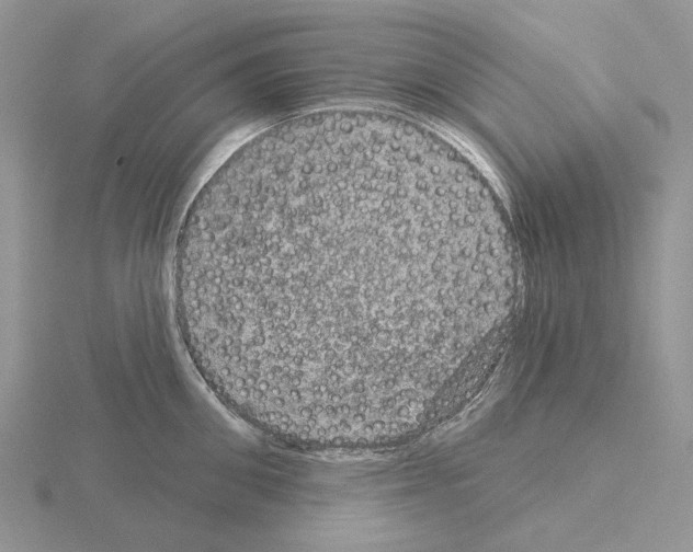 X0000115130906200912081302