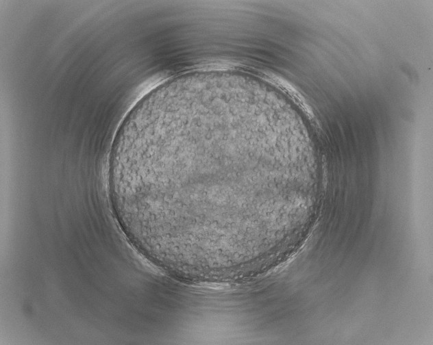 X0000115131186200912081259