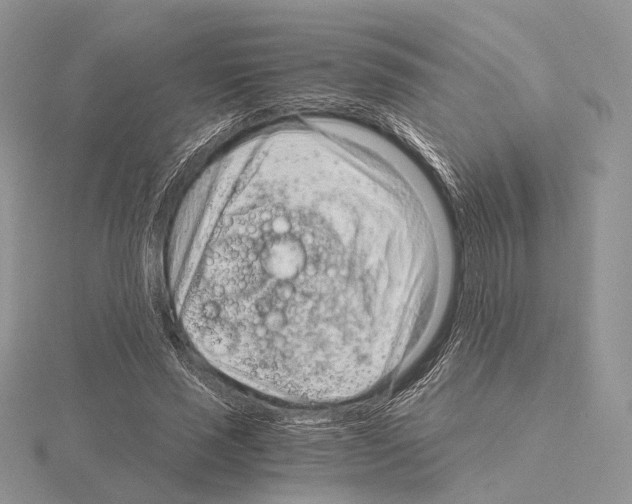 X0000115150637200912081347