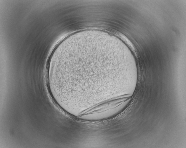 X0000115151096200912081341