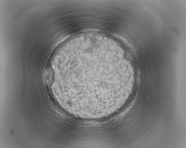 X0000115151113200912081341