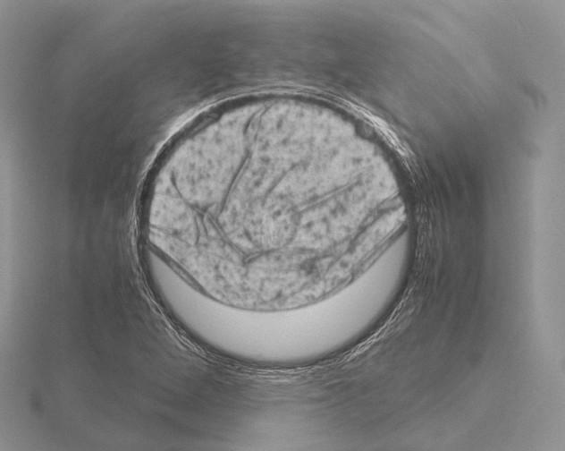 X0000115151264200912081339