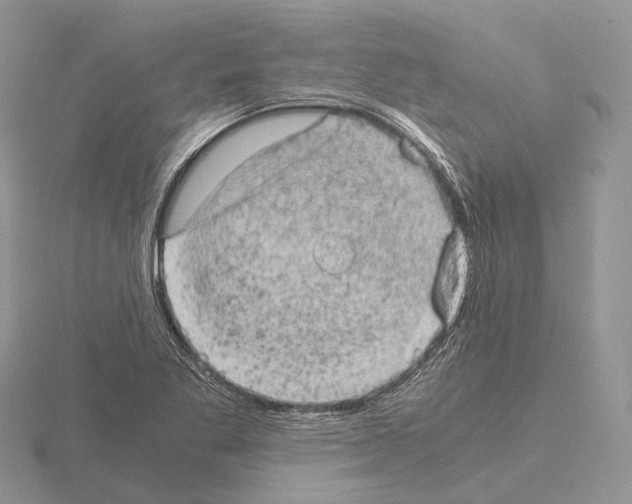 X0000115151269200912081339