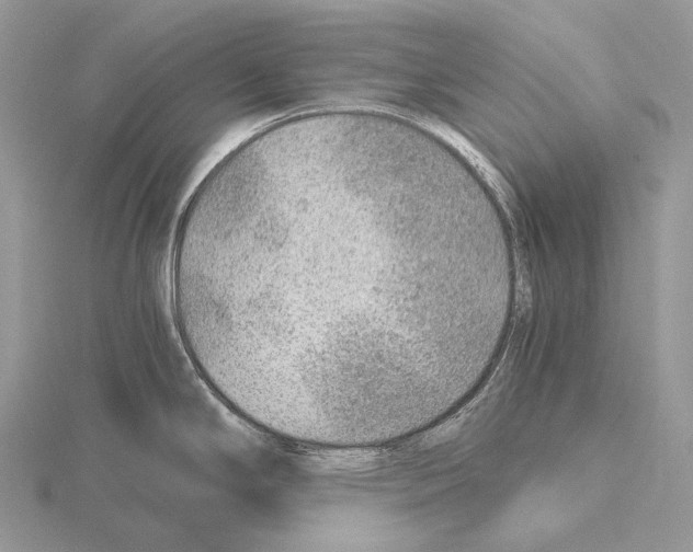 X0000115151294200912081339