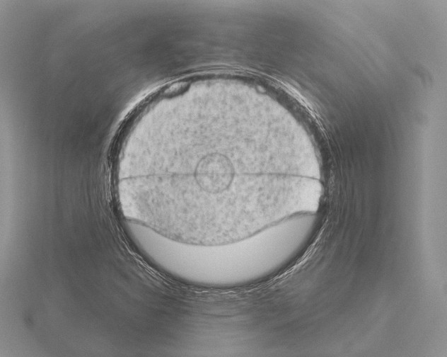 X0000115151310200912081338