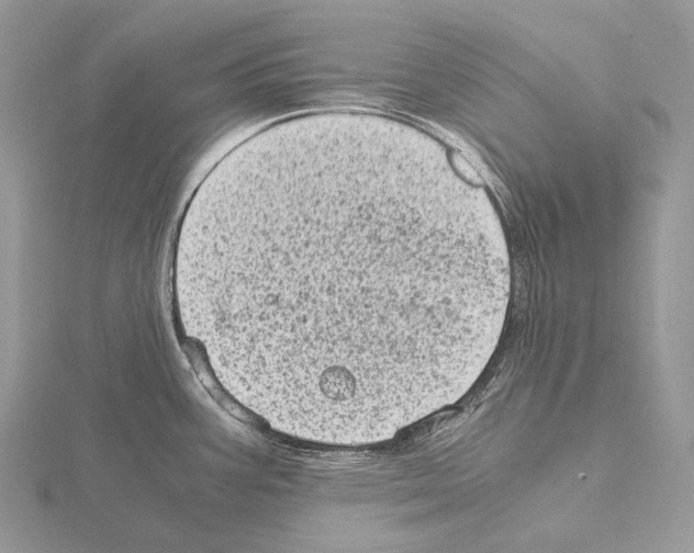 X0000115151387200912081338