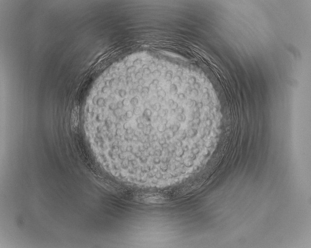 X0000115160554200912081410