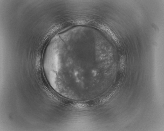 X0000115160585200912081410