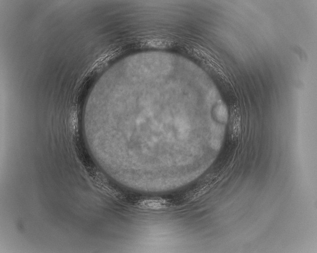 X0000115160595200912081410