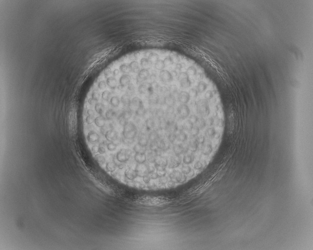 X0000115160638200912081409