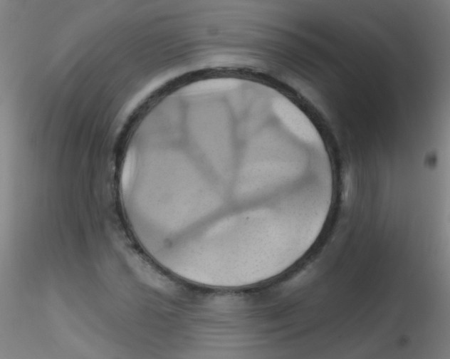 X0000115171021200911251329