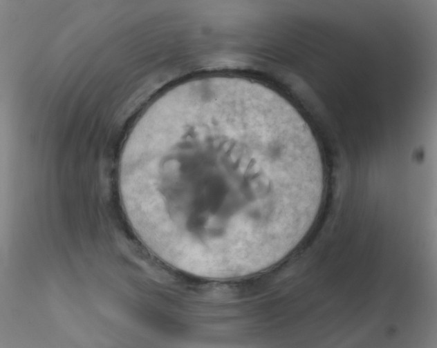 X0000115171217200911251326