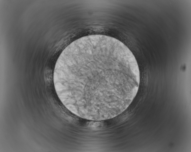 X0000115170135200912091032