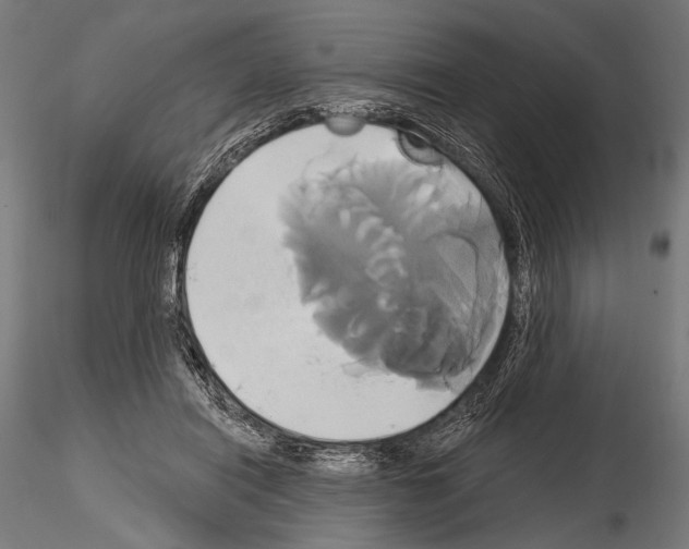 X0000115170454200912091028