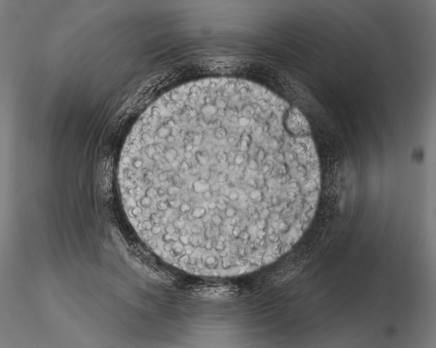 X0000115170646200912091025