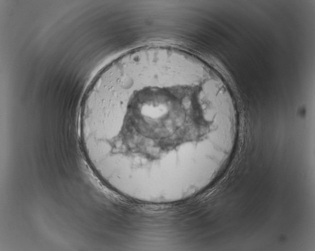 X0000115171036200912091019