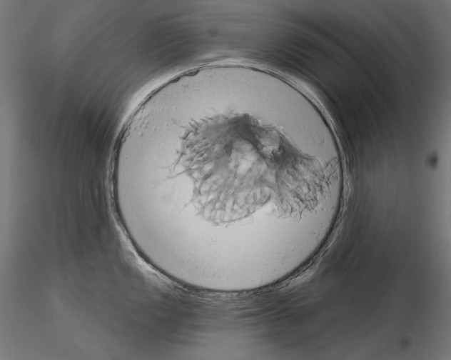 X0000115171149200912091017