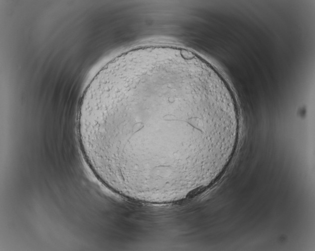 X0000115171390200912091013