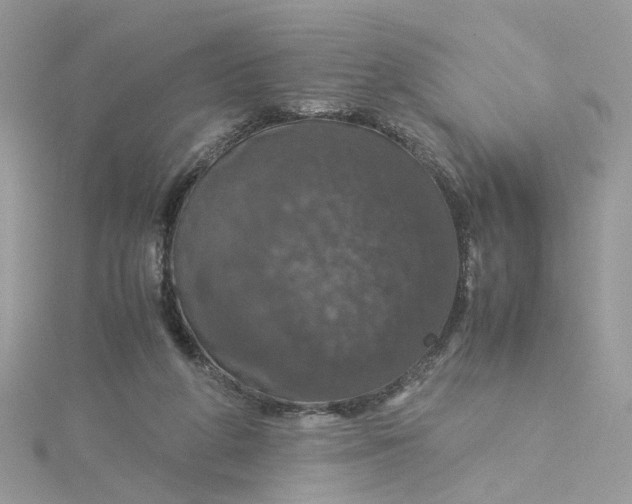 X0000115180210200911181433