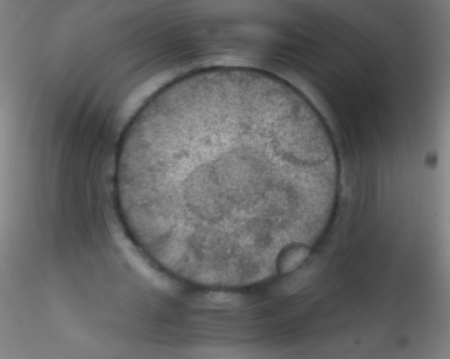 X0000115180437200911251400
