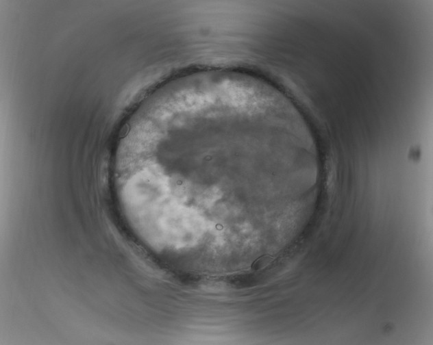 X0000115180685200911251357