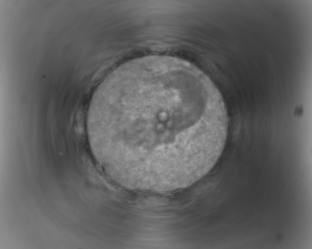 X0000115180962200911251353