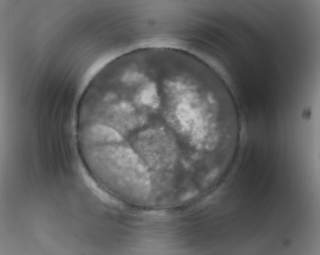X0000115180990200911251352