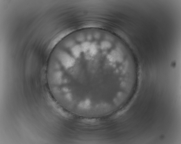 X0000115181121200911251350