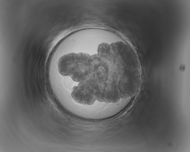 X0000115180008200912091058