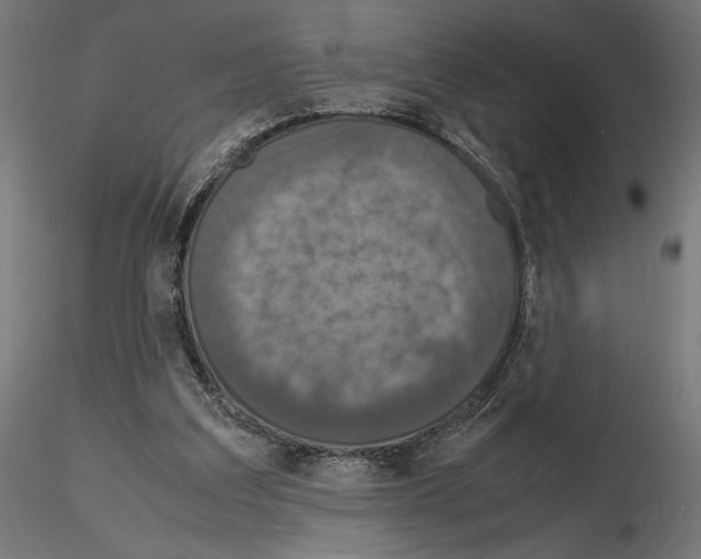 X0000115180203200912091055