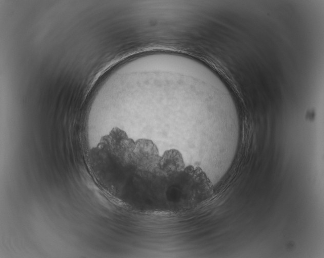 X0000115180204200912091055