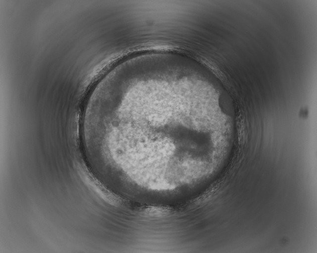 X0000115180350200912091052