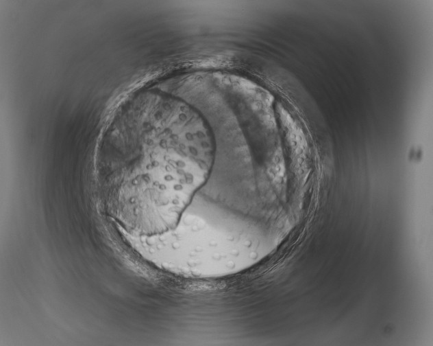 X0000115180721200912091046