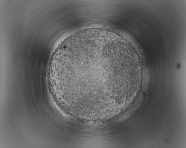 X0000115180906200912091044