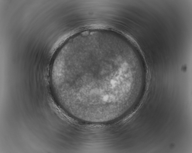 X0000115180930200912091043