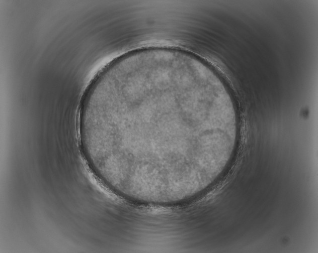 X0000115181030200912091042
