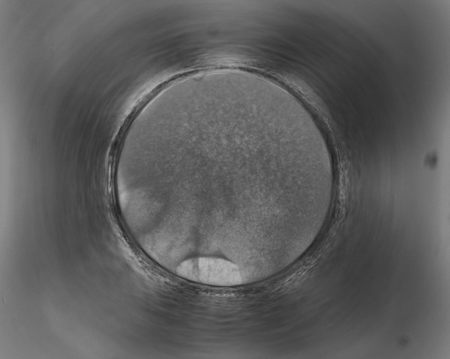 X0000115181031200912091042