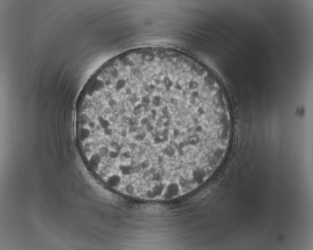 X0000115181079200912091041