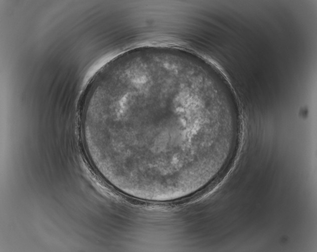 X0000115181114200912091040