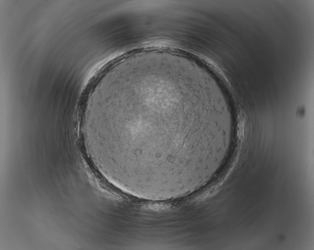 X0000115181117200912091040