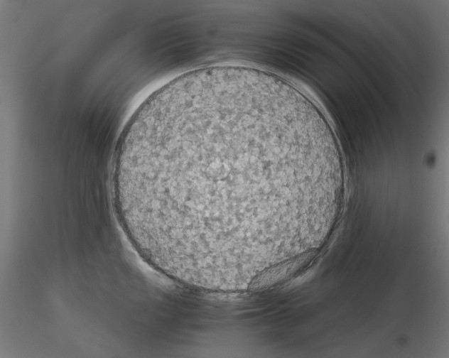 X0000115181149200912091041