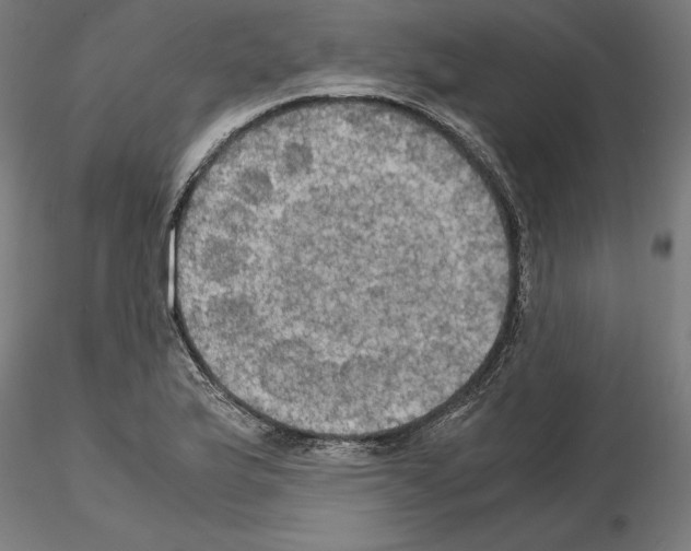 X0000115181175200912091040