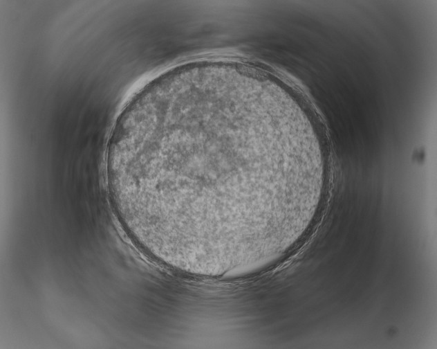 X0000115181176200912091040
