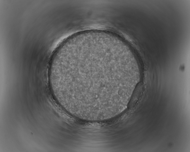 X0000115181214200912091039