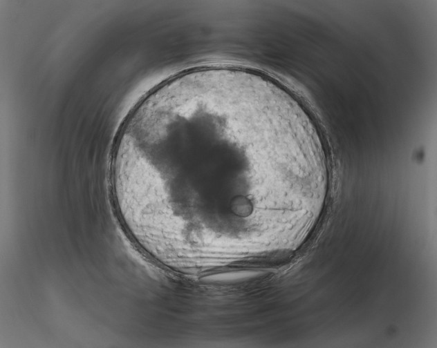 X0000115181231200912091039