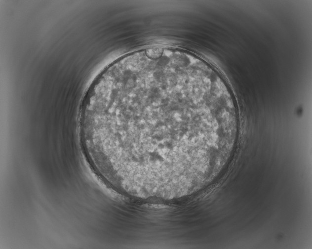 X0000115181235200912091039