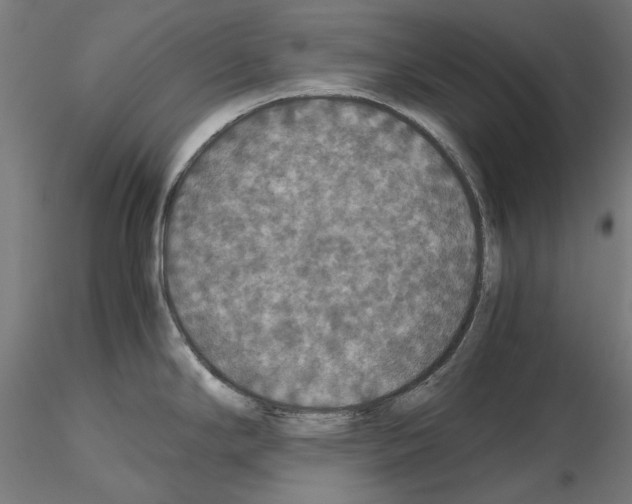 X0000115181294200912091038